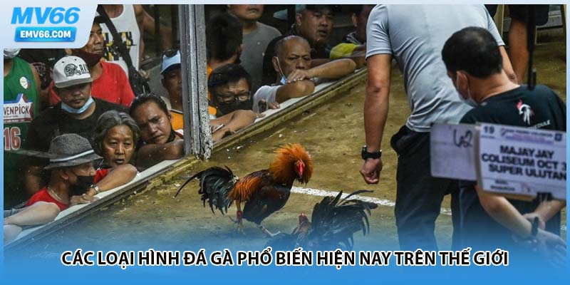 Các loại hình đá gà phổ biến hiện nay trên thế giới