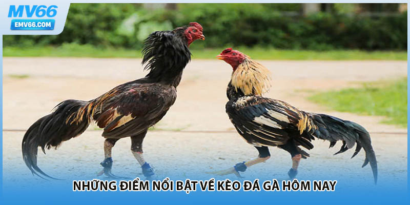 Những điểm nổi bật về kèo đá gà hôm nay 