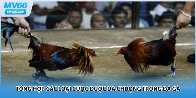 Tổng hợp các loại cược được ưa chuộng trong đá gà