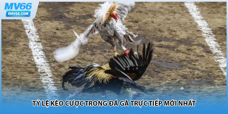 Tỷ lệ kèo cược trong đá gà trực tiếp mới nhất